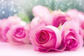 royalty free photo pink roses pickpik