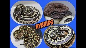 python hybrids