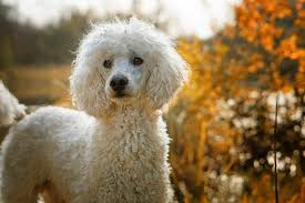 They each have their own personality characteristics and special looks — which is exactly why we love our purebred dogs! 12 Absolutely Adorable Dog Breeds With Curly Hair The Dog People By Rover Com