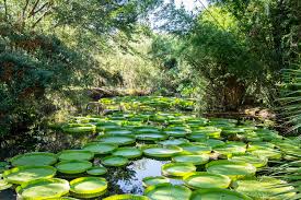 15 best botanical gardens in florida