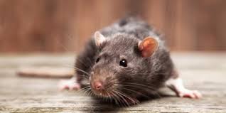 Pest control for all situations our pest control installations and treatment plans tackle many kinds of pests, including roaches, water bugs, mice, rats, ants, fleas, beetles, and more. A Rat Control Service Offers 7 Essential Tips Pest Ex Dothan Nearsay