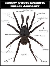 Spider Diagram Anatomy Belly Laughs Funny Pictures