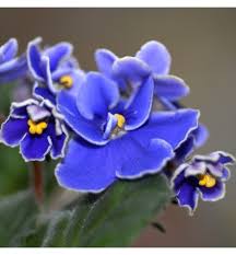 They reliably bloom several times a year when cared for properly. A To Z For African Violets Care Everything You Need To Know And More By Bob Hobbs Medium