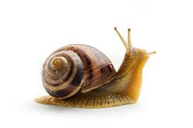 snail images browse 317 634 stock