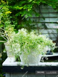Having shrubs with elegant, white flowers is an ideal choice to brighten up your garden area! Garden Plant With White Flowers In White Plant Pot Outdoors Green Stock Photo 167864464