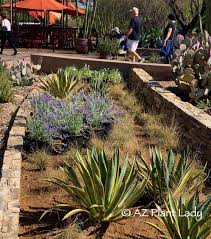 agave archives desert gardening 101