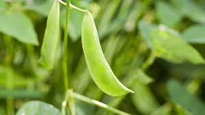 how to grow and harvest lima beans in