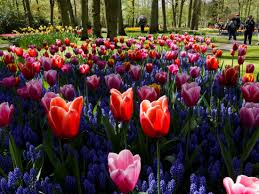 Guided tours from amsterdam to keukenhof. Amsterdam To Keukenhof Bus Transfers With Keukenhof Gardens Fast Track Entry Tours Activities Fun Things To Do In Amsterdam Netherlands Veltra