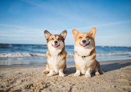 best dog beaches in northern california