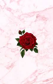 Red Rose Flower Pinterest