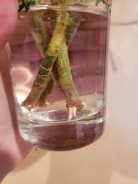 However, instead of cutting the stem back past one to two leaf nodes, you will cut a larger portion of the stem. Propagating Dracaena Marginata Cuttings Houseplants