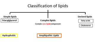 lipids flashcards