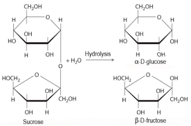 hydrolysis of sucrose