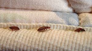 Worst City In Canada For Bed Bugs
