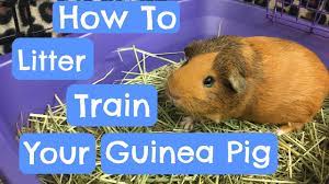 litter training your guinea pig you
