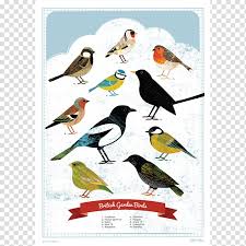 British Garden Birds Finch Poster Bird