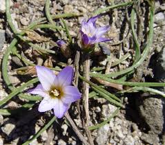 Romulea bulbocodium - Wikipedia, la enciclopedia libre