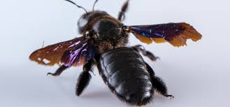 They like to dig burrows inside wood and make their nests there. Do Carpenter Bees Sting In Oregon Ask Mr Little