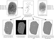 Learning Fingerprint Reconstruction: From Minutiae to Image