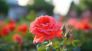 cute rose rose beautiful flower garden