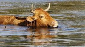 can-cows-swim