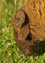 茶色の羊毛の野生の羊の頭の写真素材・画像素材 Image 3490570