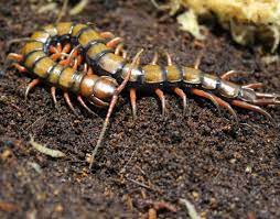 Scolopendra subspinipes : r/InvertPets