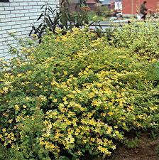 It is fully rooted in the soil and can be planted immediately upon arrival, weather permitting. Kerria Japonica Decidous Trees And Shrubs Assortment Shop Kordes Jungpflanzen