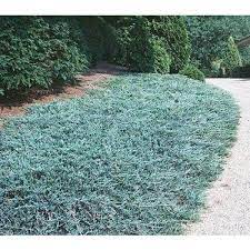 blue evergreen ground cover shrub