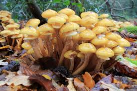 Image result for pictures of brown mushroom that grow in clusters on and near Doug Fir trees