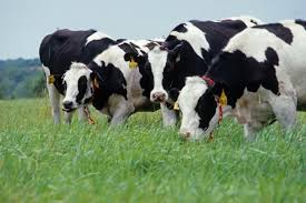 Dairy farms Business