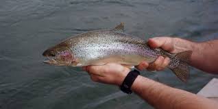rainbow trout wesportfish com