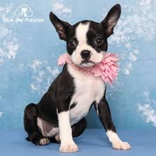 boston terrier puppy adopted in orlando