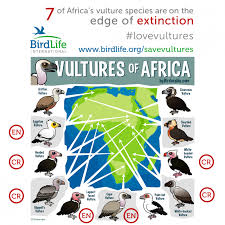 Africas Vultures Are Sliding Towards Extinction Warns
