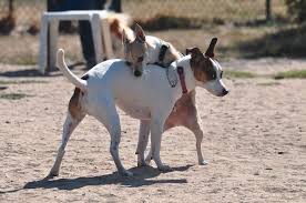 how to stop dog humping whole dog journal