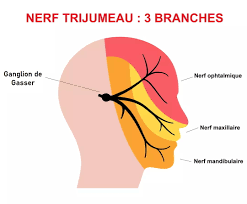 les 3 branches du nerf trijumeau (pour symbolique de la névralgie faciale)