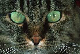 swollen eyes in cats