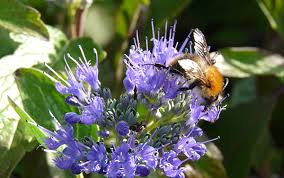 As they travel from flower to flower, they also pollinate them, enabling them to set seed or bear fruit. Bee Friendly Plants Flowers The Rspb