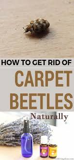 vacuuming away carpet beetles tips for