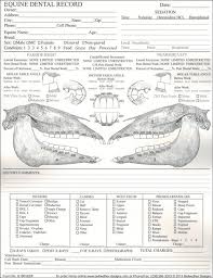 Veterinary Equine Dental Chart