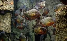 Is there piranhas in Lake Michigan?