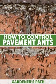 how to eradicate a pavement ant