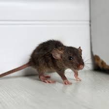 5 Proven Tips To Control Mice Inside