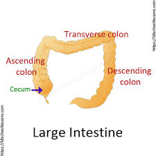 digestive system human digestive