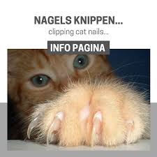 info page cat nail clipping purrfect
