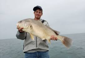 freshwater drum how to catch drum
