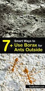 7 smart ways to use borax for ants outside
