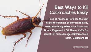 kill roaches easily
