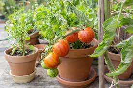 growing tomatoes in a container