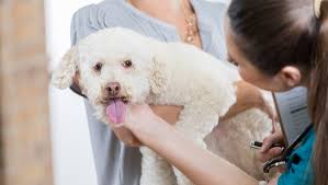 Ursodiol For Dogs Uses Dosage Side Effects Dogtime